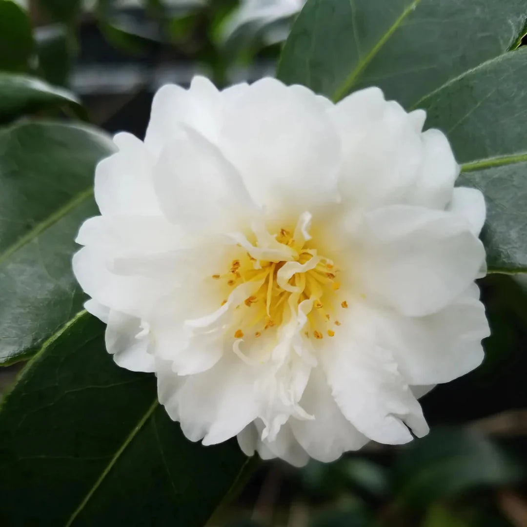Close-up of Autumn Rocket Camellia bloom showing pure white petals and delicate texture
