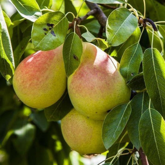 Ayers Pear Tree with green leaves and young pears
