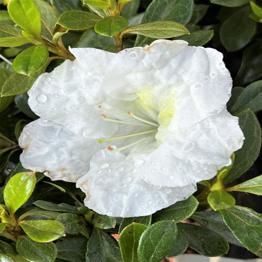 Evergreen Autumn Angel Azalea bush full view