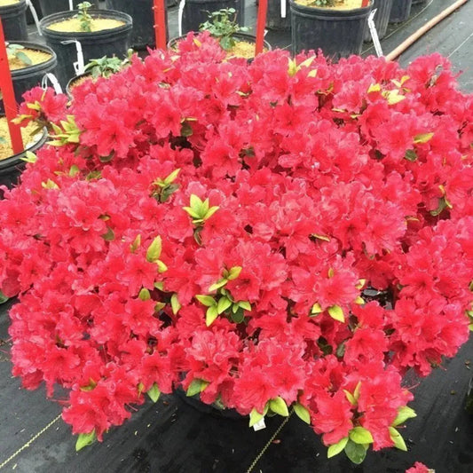 Autumn Fire Encore Azalea – flowering shrub