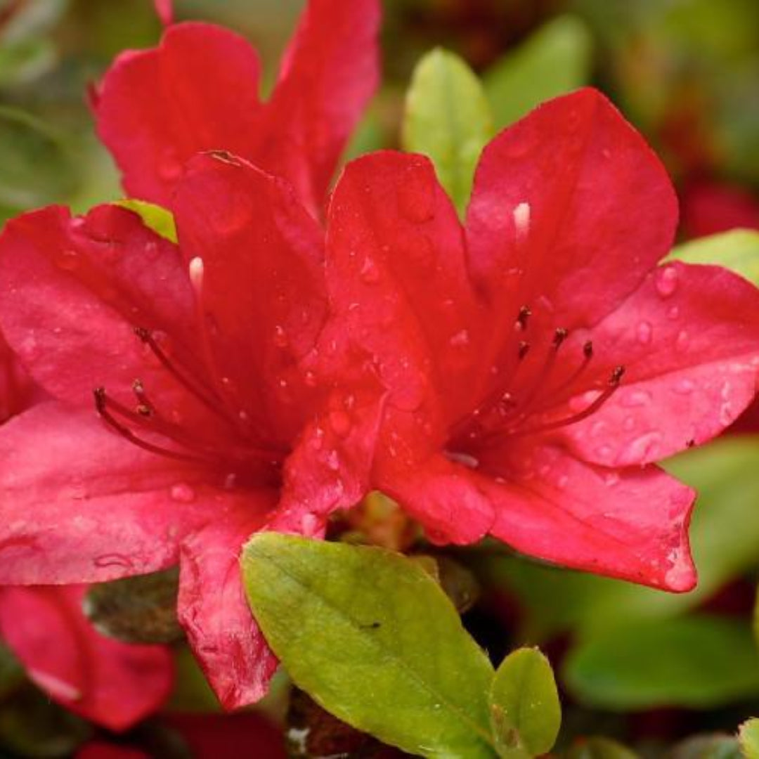 Red Formosa Hybrid Azalea Plants, Amazing Amount of Magenta Red Flowers, Big Evergreen Shrub, Gorgeous In Any Landscape