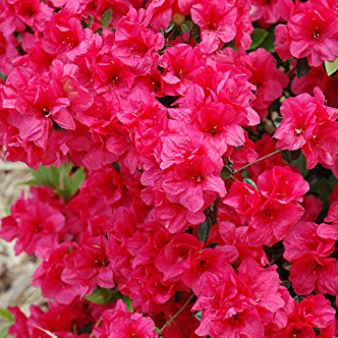 Hershey’s Red Azalea plant covered in bright red spring blooms