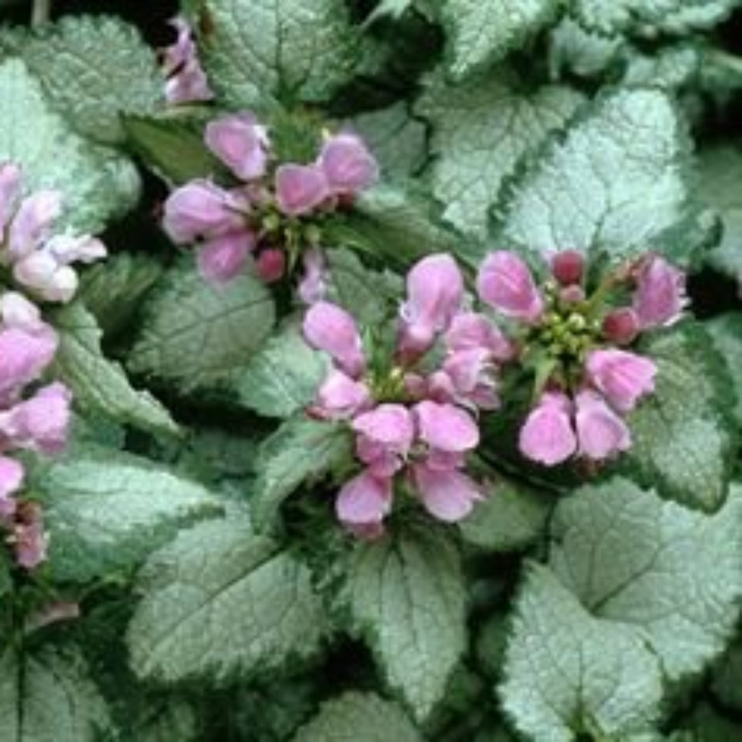 (4.5 Inches Pot/10 Count Flat) Lamium Maculatum 'Beacon Silver' (Deadnettle) Silver Leaves with Green Edge, Pink Flowers In Spring. Light Foot Traffic.