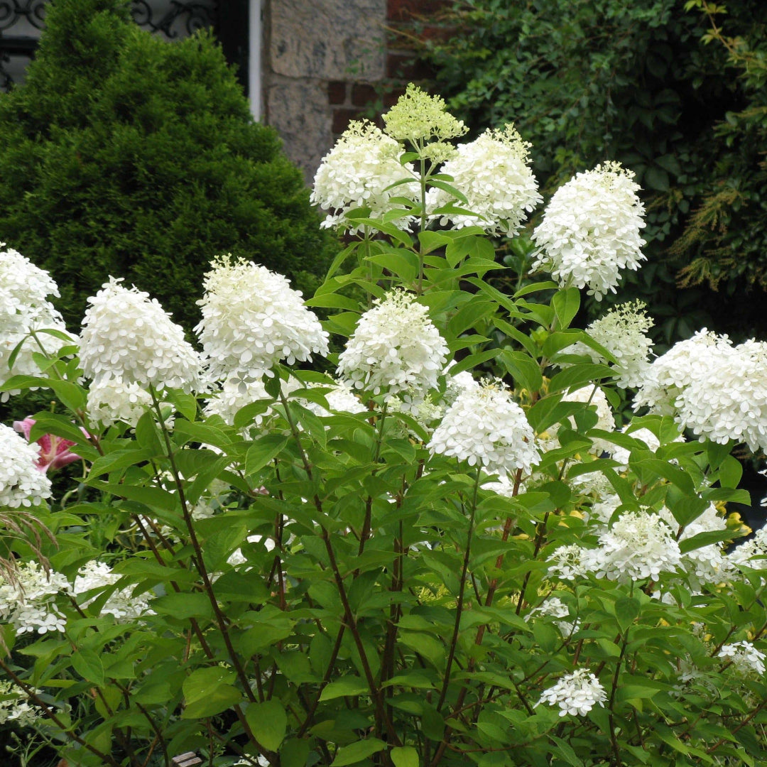 Pee Gee Hydrangea – PG Hydrangea | Large White Panicle Blooms | Zones 3–8 live plant for landscaping and home gardens