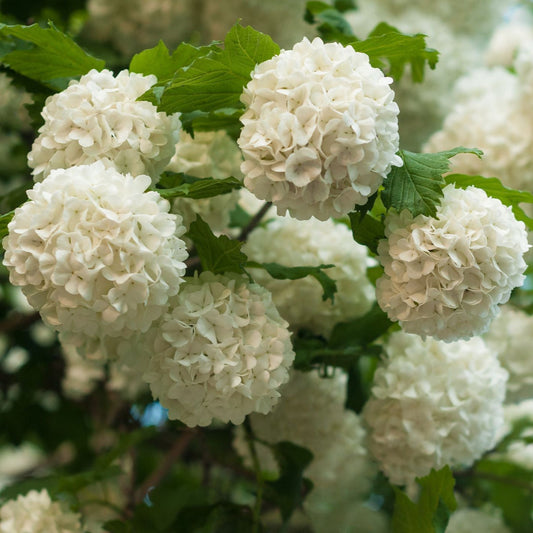 Chinese Snowball Viburnum – Live Flowering Shrub | Giant White Blooms | Zones 6–9 live plant for landscaping and home gardens