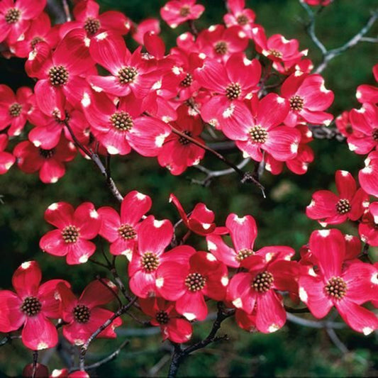 Winter view of Coral Red Dogwood branches