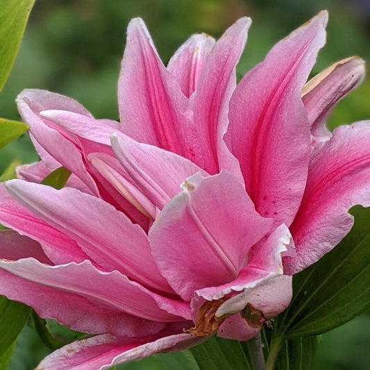 Rose lily Belonica- Colours Sugar Pink – flowering shrub