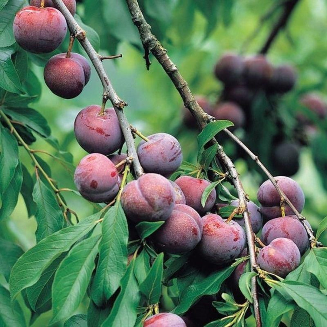 Lush foliage of Santa Rosa Plum Tree with visible plums