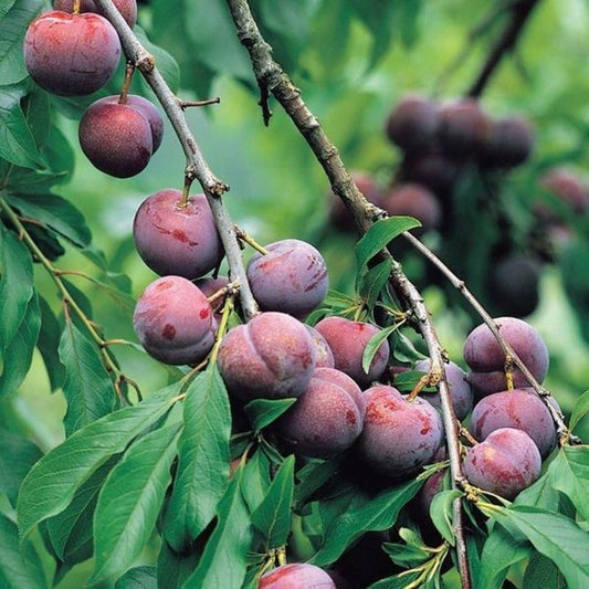 Lush foliage of Santa Rosa Plum Tree with visible plums
