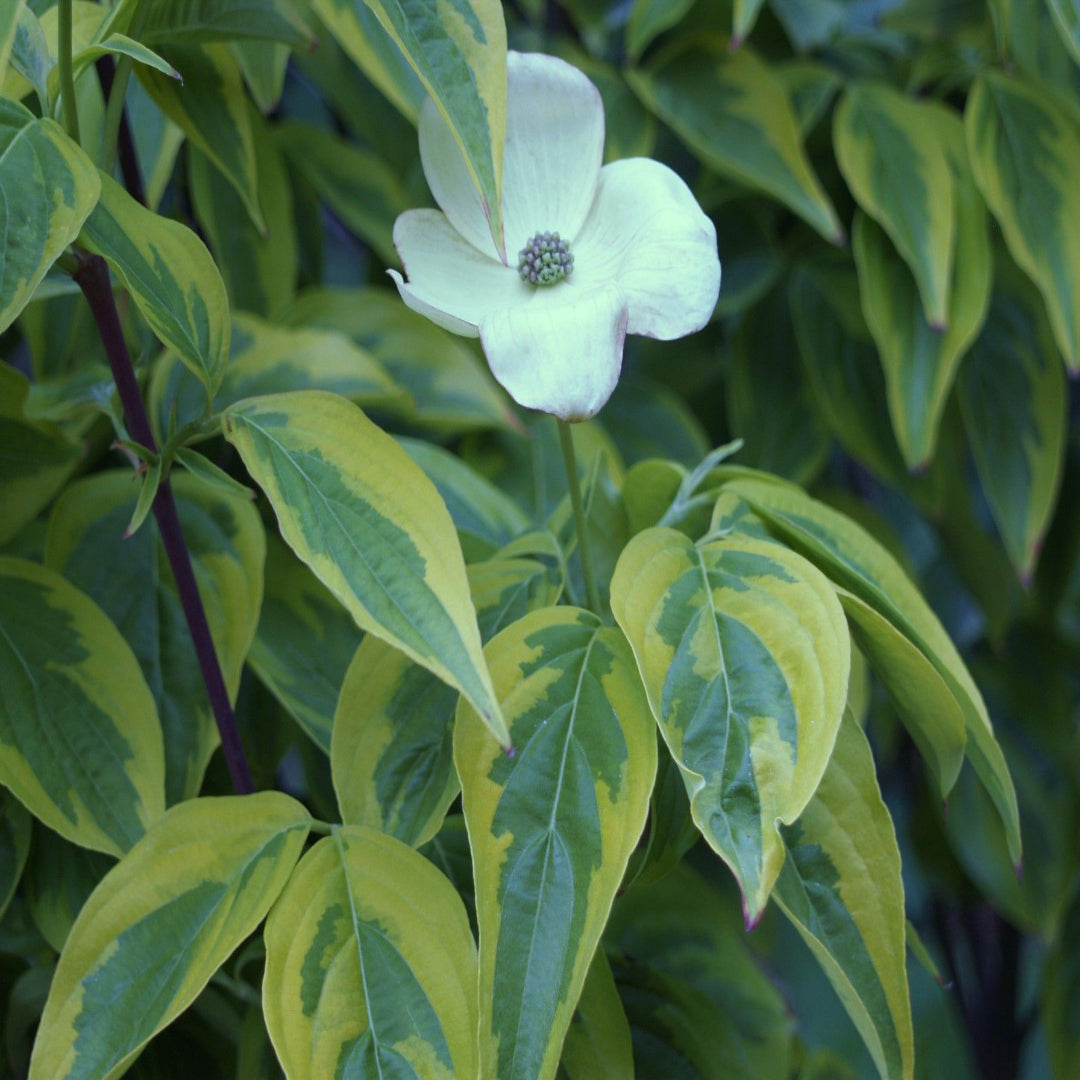 Tree branch filled with Celestial Shadow Dogwood flowers