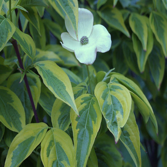Tree branch filled with Celestial Shadow Dogwood flowers