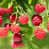 Raspberry Plants