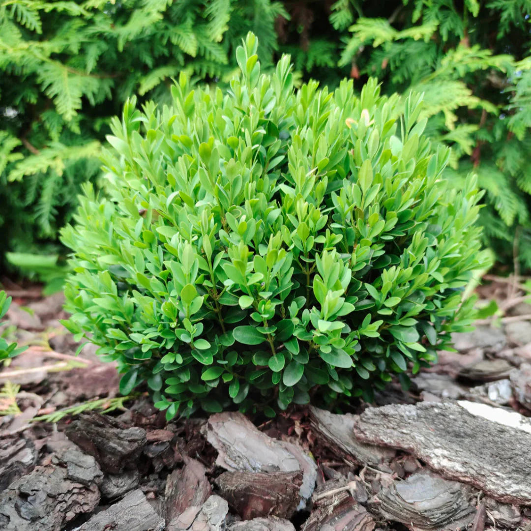 Baby Gem Boxwood – shrub