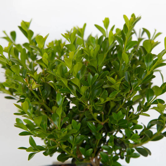 BetterBoxwood Babylon Beauty – shrub