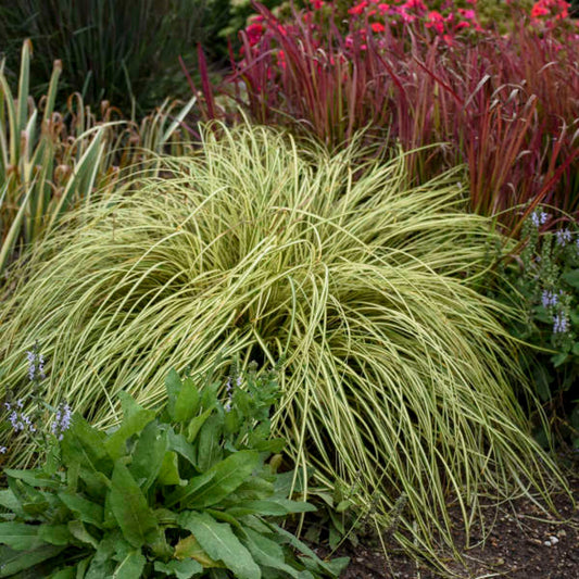 Carex Evergold sedge grass with golden foliage