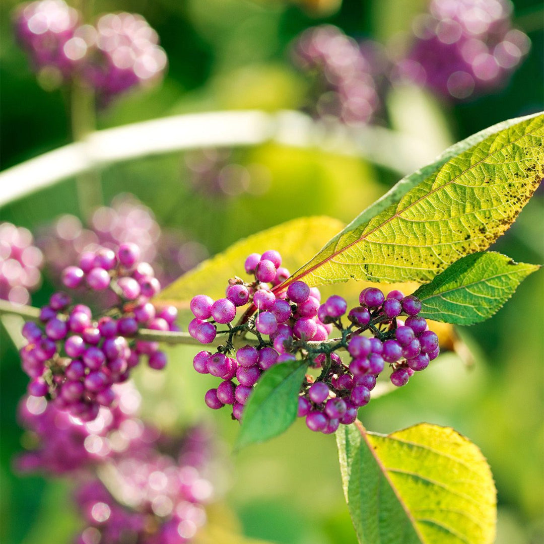 Callicarpa Japanese Beautyberry with purple berry clusters