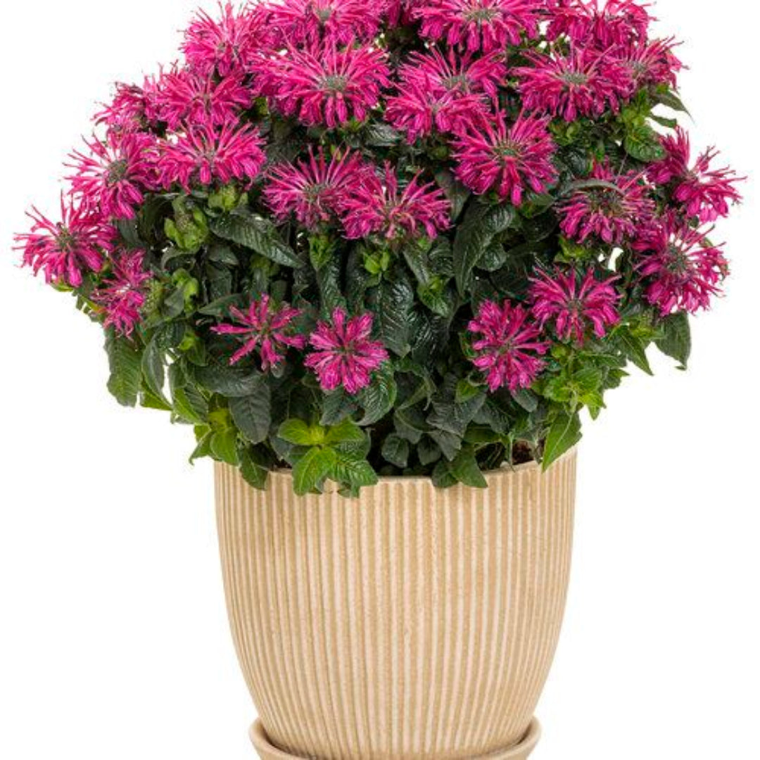 homeandgardensforless.com