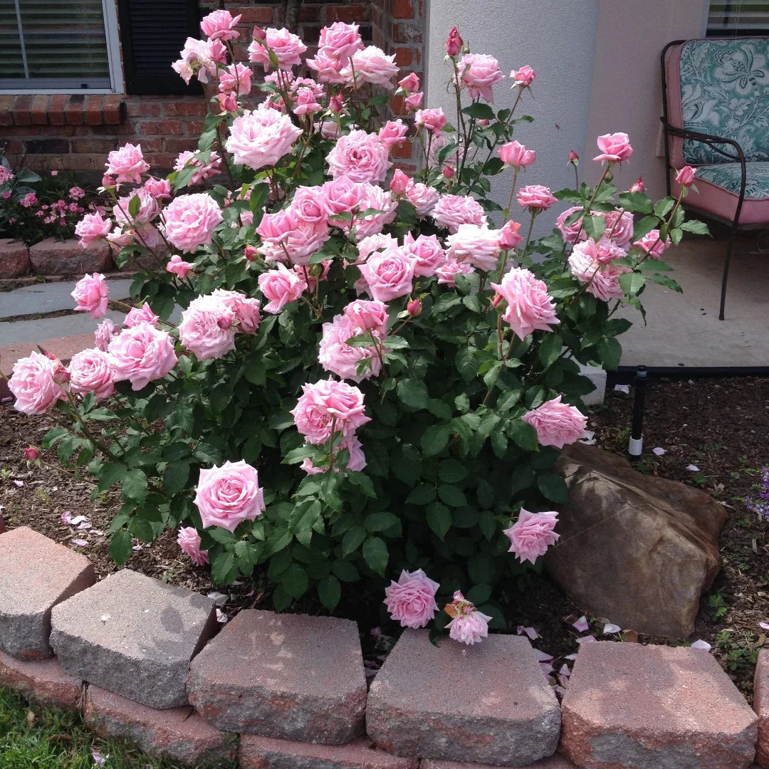 Detailed view of Belinda’s Dream Rose flower with rich pink coloring and soft texture.