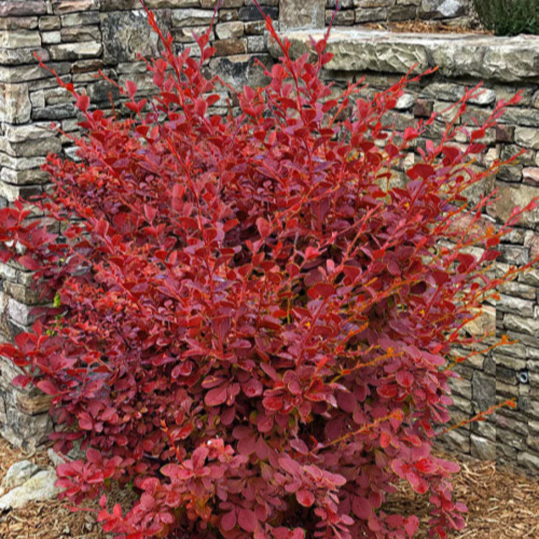 homeandgardensforless.com