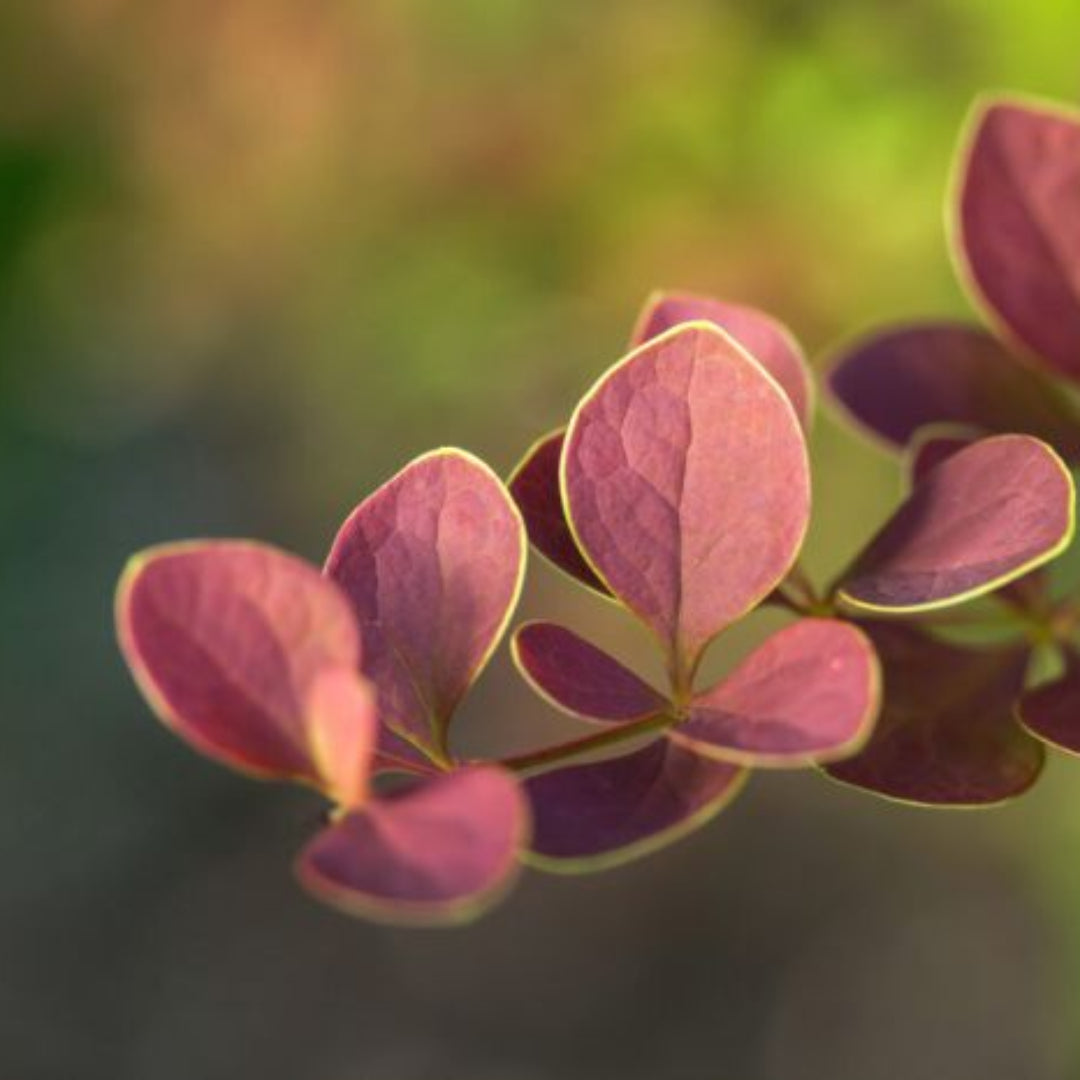 homeandgardensforless.com