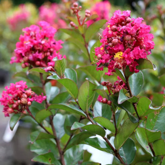 Berry Dazzle Crape Myrtle Plant – flowering shrub