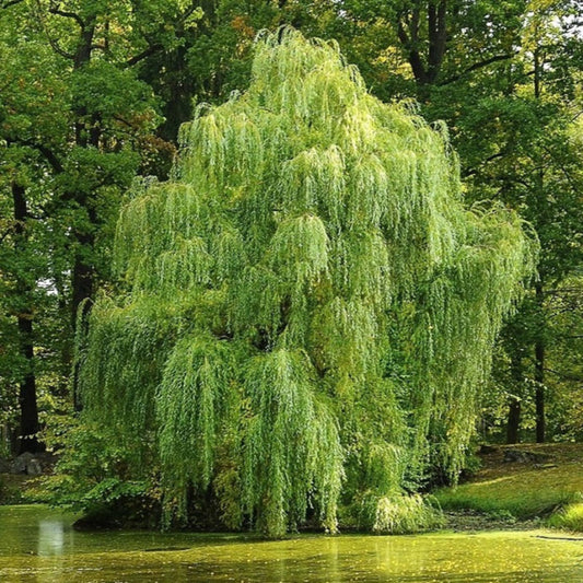 Corkscrew Willow Tree – Curly Willow | Twisted Branches | Fast Growing | Zones 4–8 live plant for landscaping and home gardens