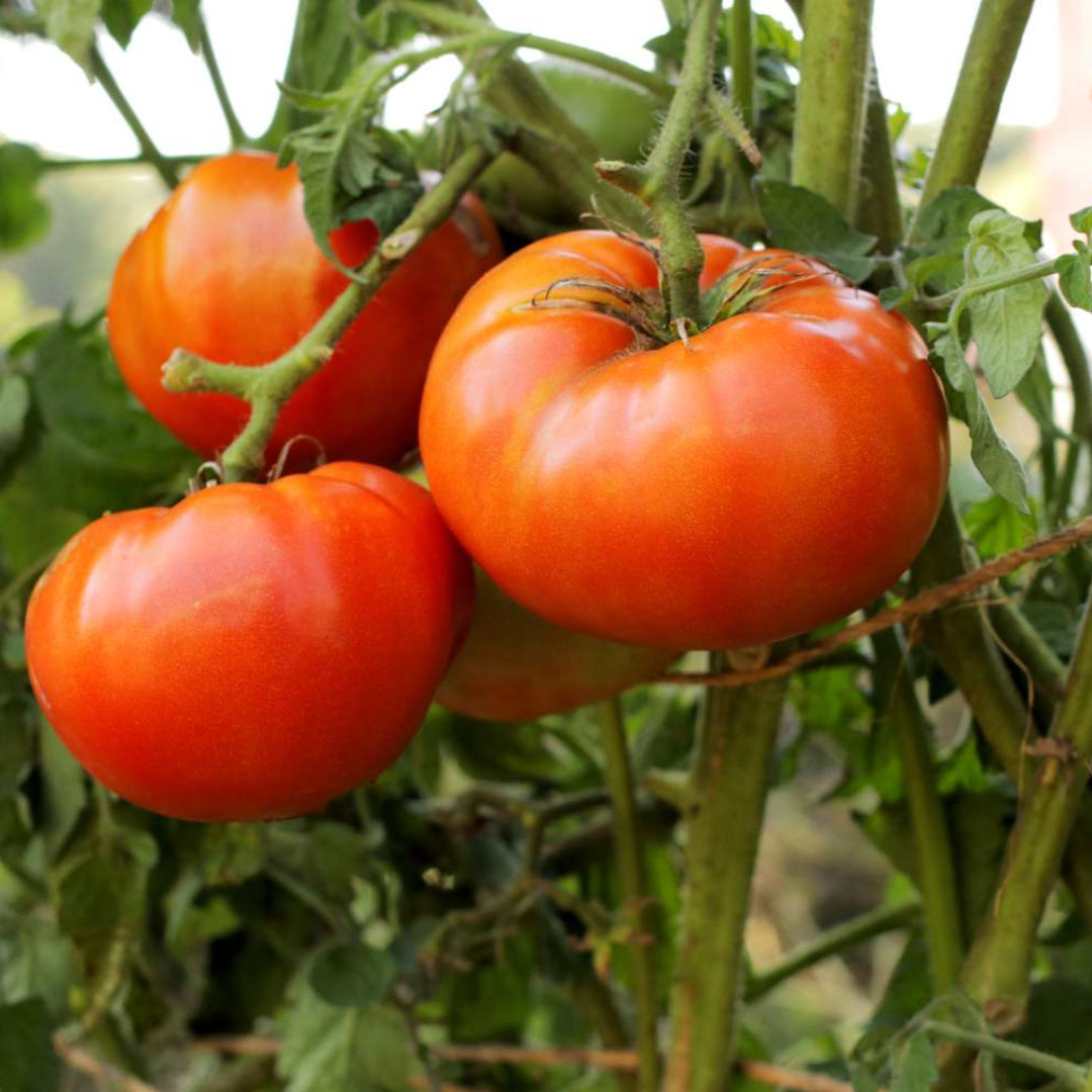 Close up of Better Boy tomato fruit with glossy skin and juicy flesh