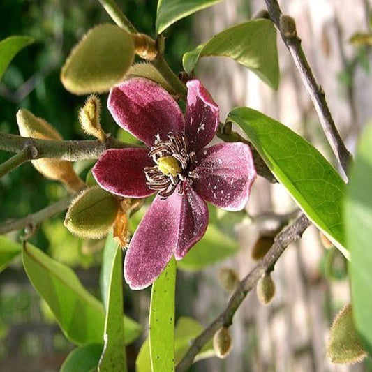 Live Stellar Ruby Magnolia plant for landscape