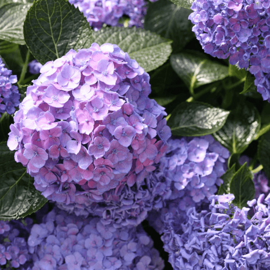 Let’s Dance Blue Jangles Hydrangea blooms in garden beds