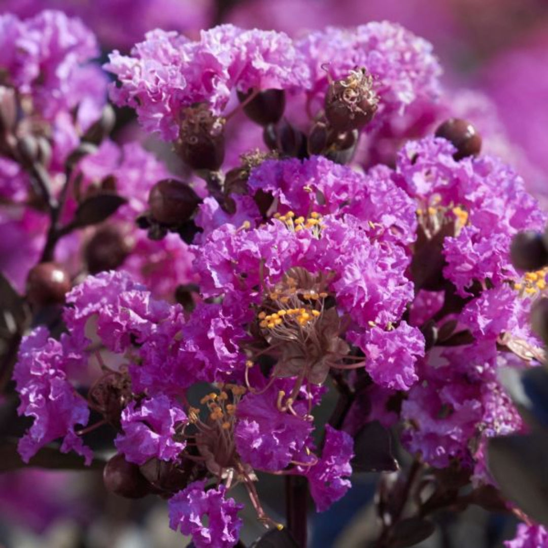 Black Diamond Purely Purple Crape Myrtle Flowers