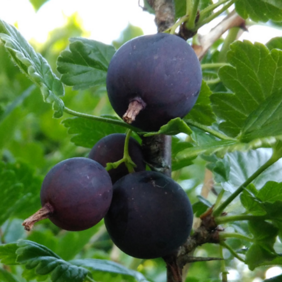 Fresh Black Velvet gooseberries close up on healthy fruiting bush