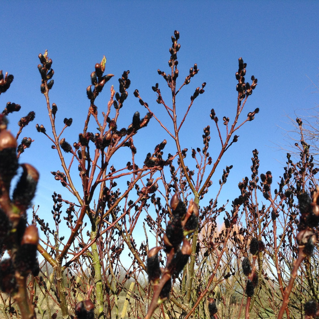Mature pussy willow shrub planted in a garden landscape setting