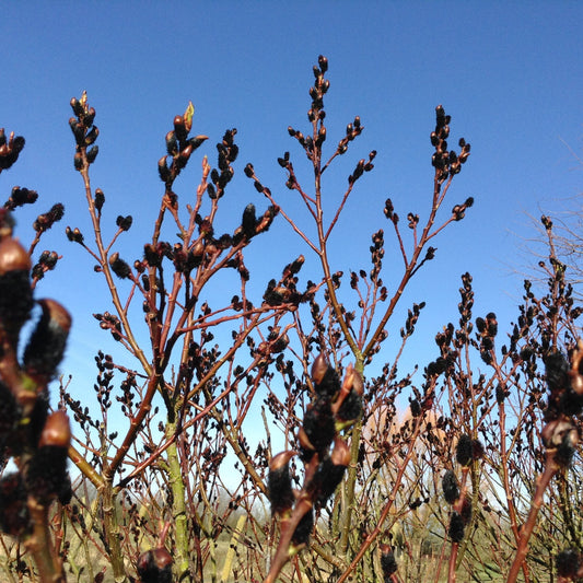 Mature pussy willow shrub planted in a garden landscape setting