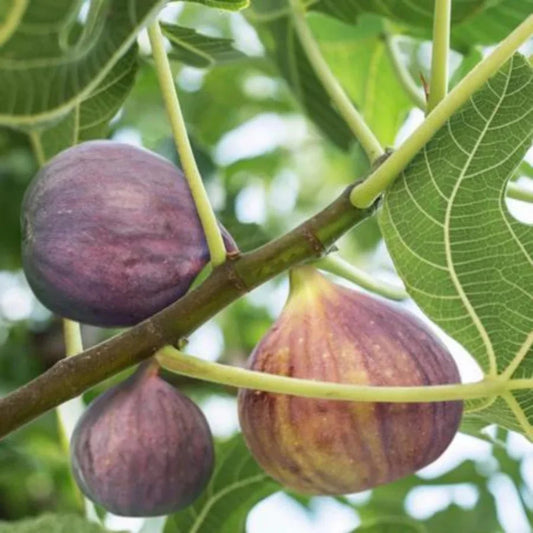 Lush Black Mission Fig Tree full of sweet fruit