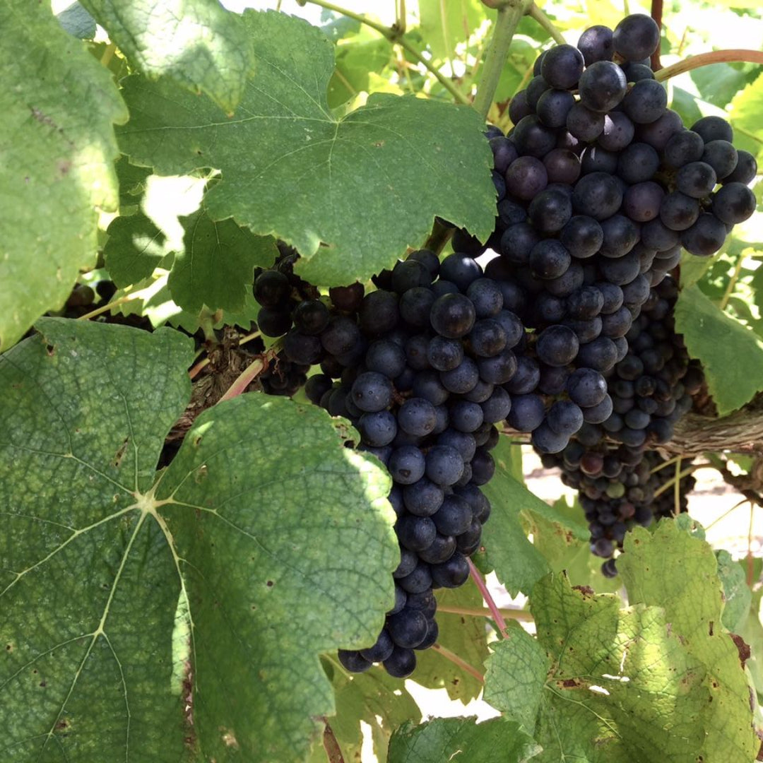Black Spanish Grape Vine Shrub- Black Grapes, Wine Produced is Very Similar To Merlot and Cabernet