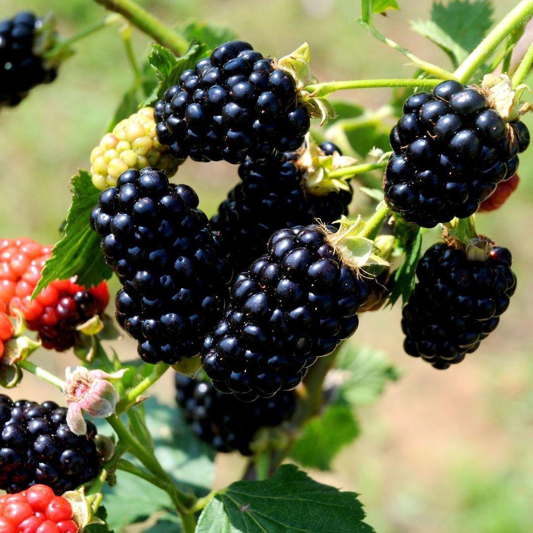 Blackberry Chickasaw – perennial
