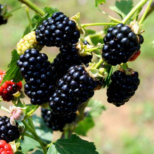 Blackberry Kiowa, Thorny Upright Blackberry That Produces Extremely Large Fruit