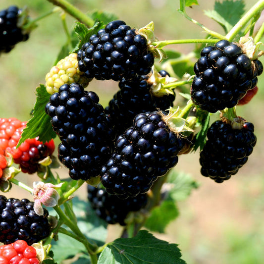 Ouachita Blackberry, Large, Very Sweet Thorn-Less Blackberry. Upright and Erect Canes