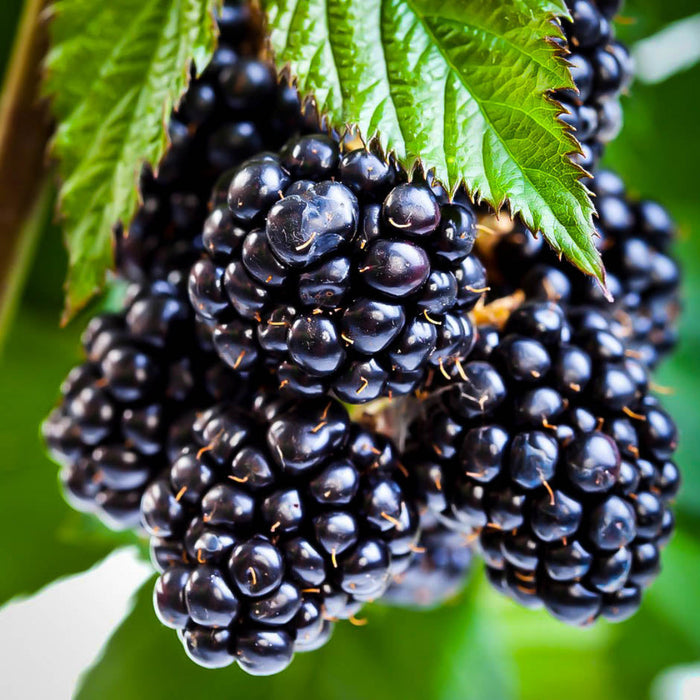 Ouachita Thornless Blackberry – Large Sweet Upright Canes (Rubus 'Ouachita')