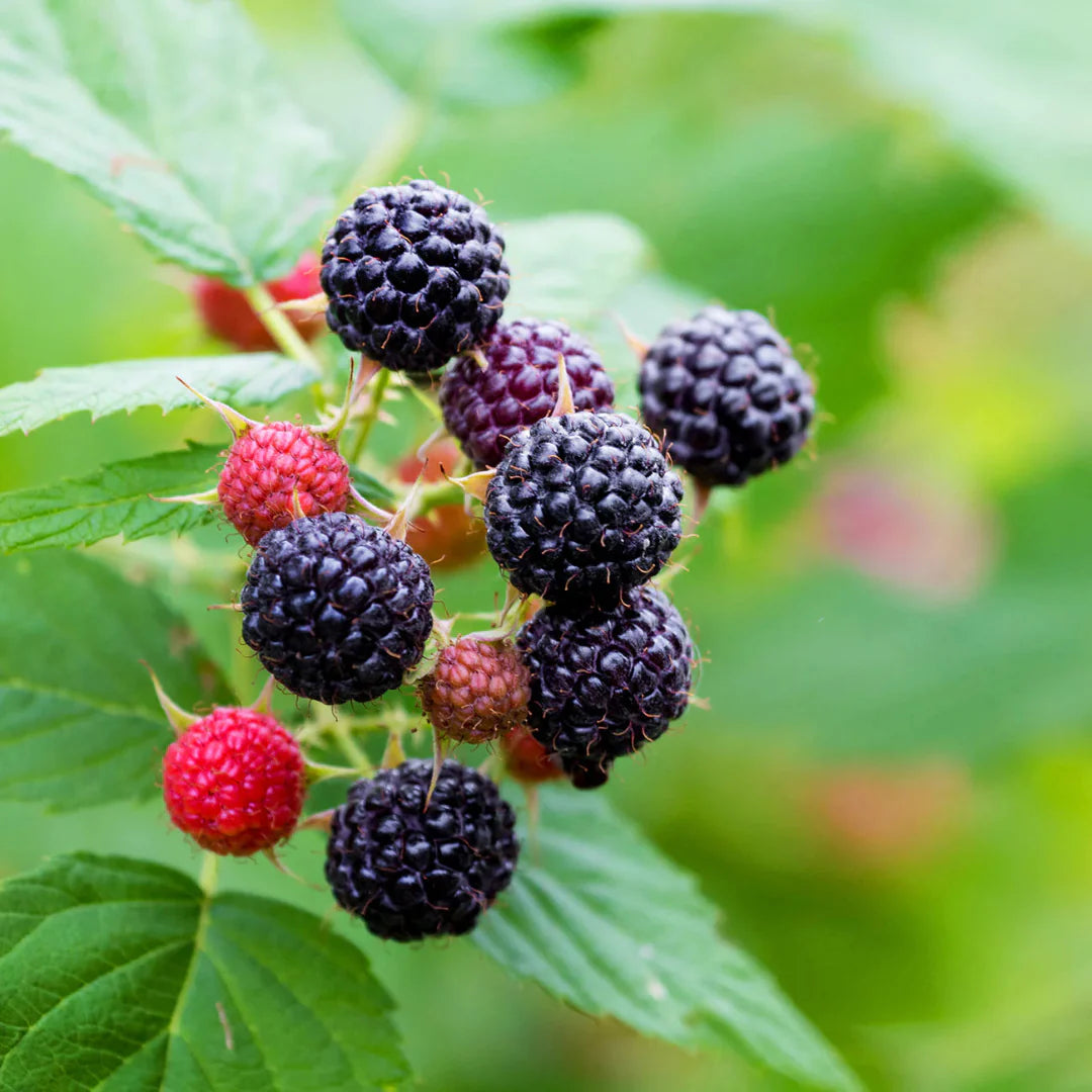 Ripe Jewel Black Raspberry fruit growing on garden plant