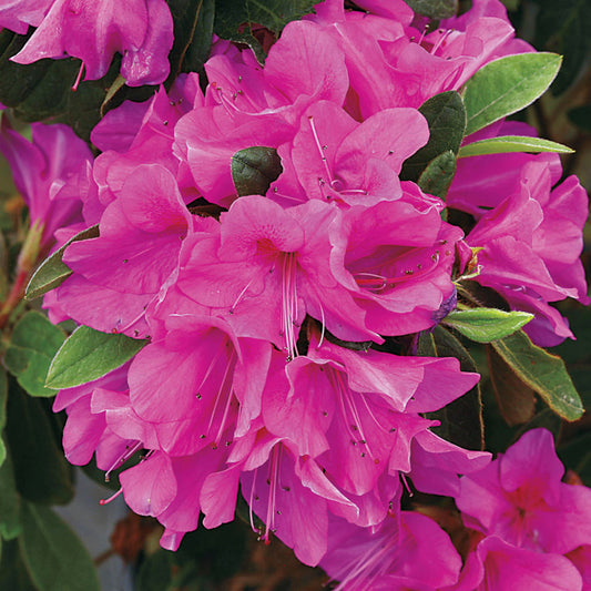 Azalea Bloom-A-Thon Lavender – flowering shrub