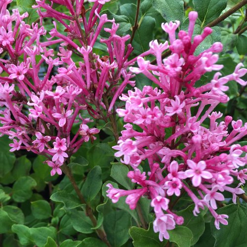 Bloomerang Dwarf Pink Lilac shrub with reblooming pink flowers in garden