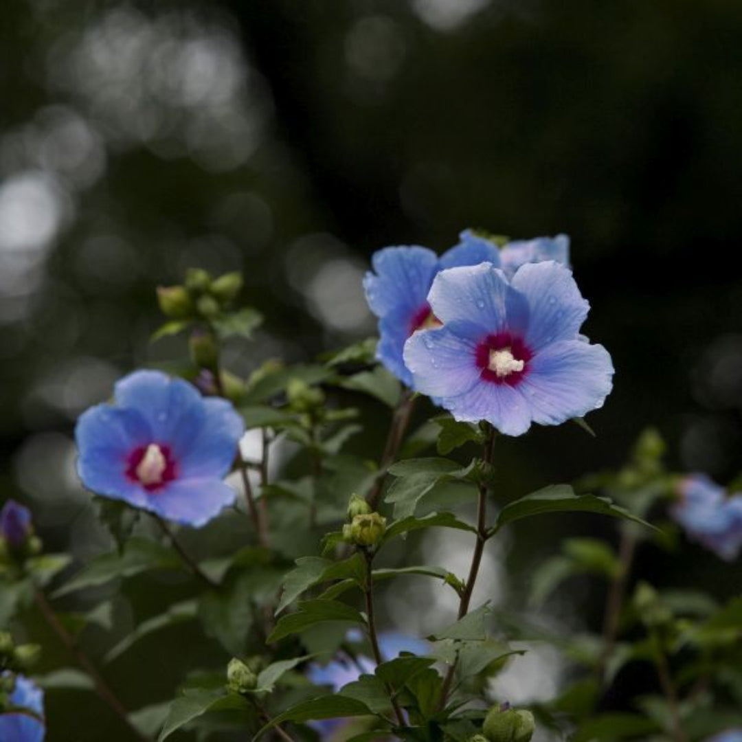 Bluebird Rose of Sharon Hibiscus Shrub in Bloom
