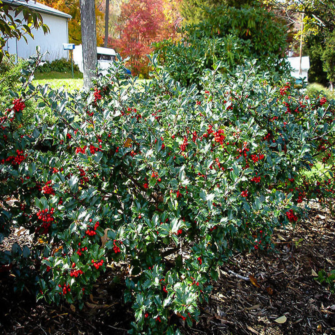 Blue Girl Holly evergreen shrub with dense blue-green foliage in garden landscape