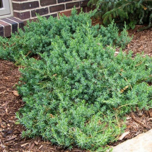 Shore Juniper Blue Pacific hardy landscape plant