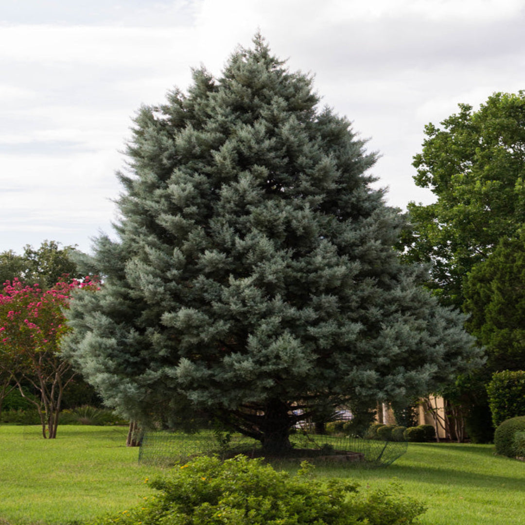 Mature Blue Ice Arizona Cypress tree at full height in landscape setting