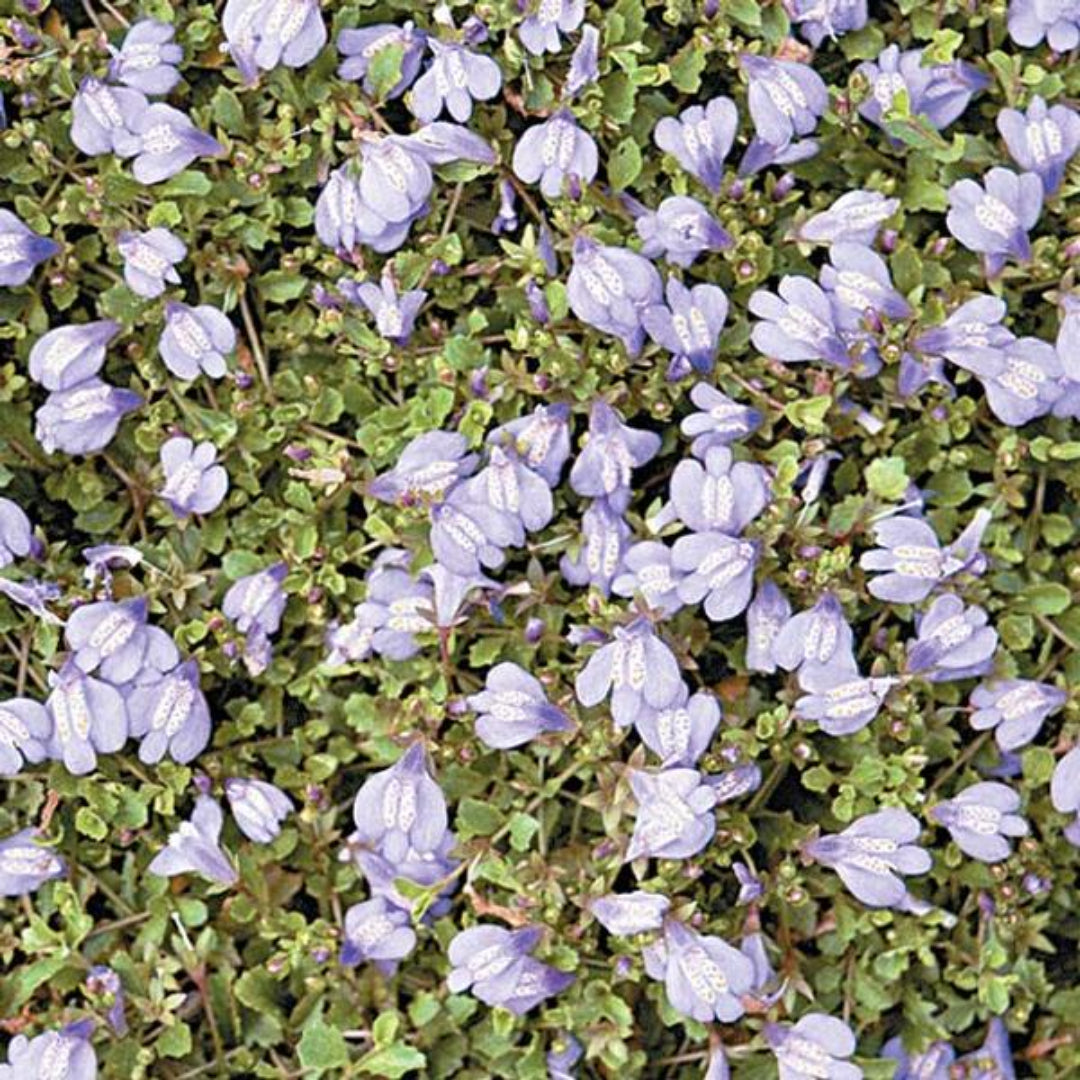 Mazus Reptans Blue Mazus Blooms Lavender