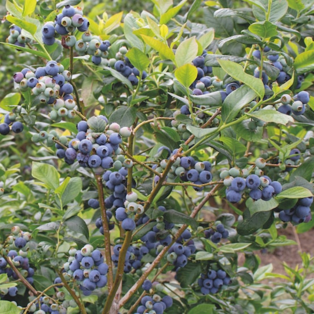 Blueberry Bush Loaded with Ripe Blueberries – Fruit Close-Up