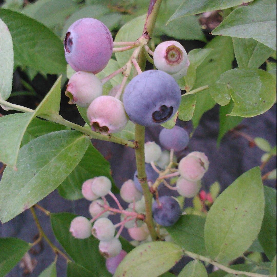 Ochlockonee blueberry bush with ripe blue berries