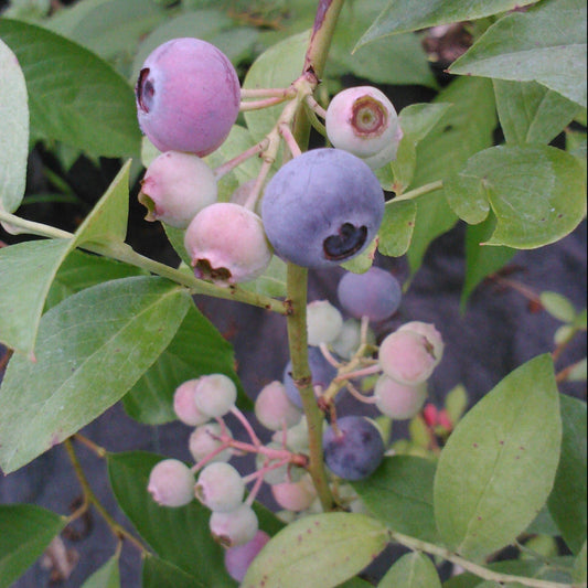 Ochlockonee blueberry bush with ripe blue berries